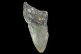 Partial, Megalodon Tooth - North Carolina #91689-1